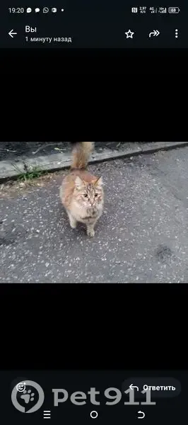 Пропала кошка, ул. Краснова, Пенза - photo