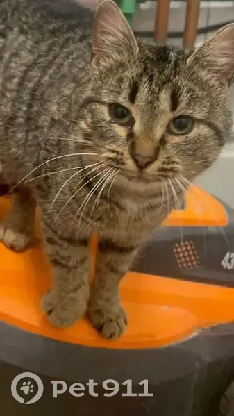 Кошка найдена на Державной, Борзые - photo