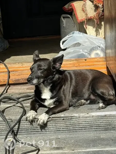 Пропала собака на 3-й Береговой, Омск - photo