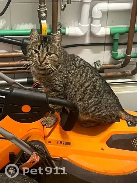 Ласковая кошка найдена на Державной, Борзые - photo