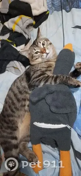 Пропала кошка, ул. Романтиков, 31, Нягань - photo