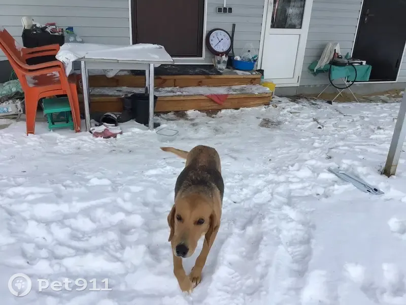 Собака найдена в Инякинском поселении - photo