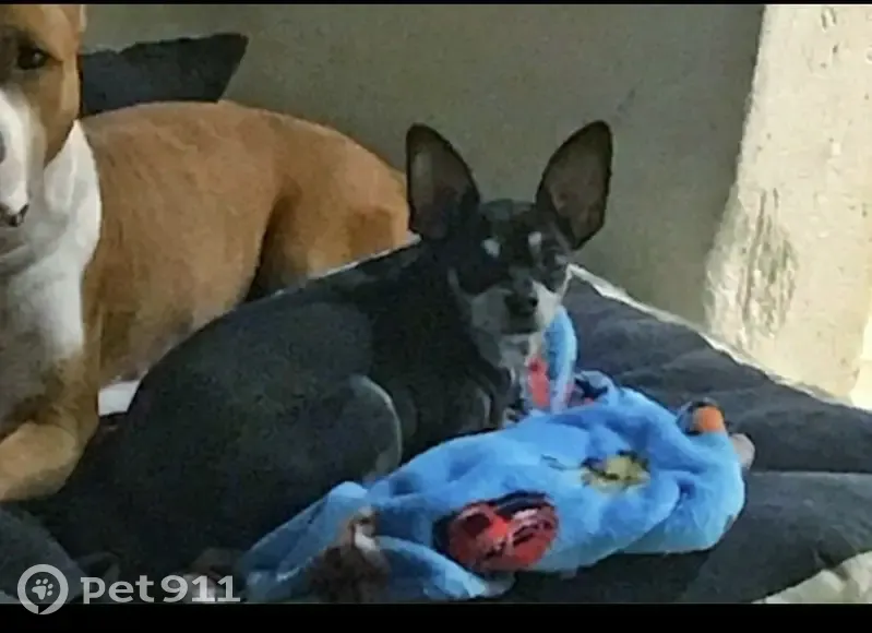 Пропал той терьер, Иркутская 1, Воронеж - photo