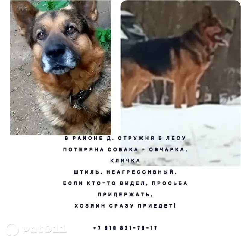 Пропала овчарка, 89 Мошковское с/п - photo