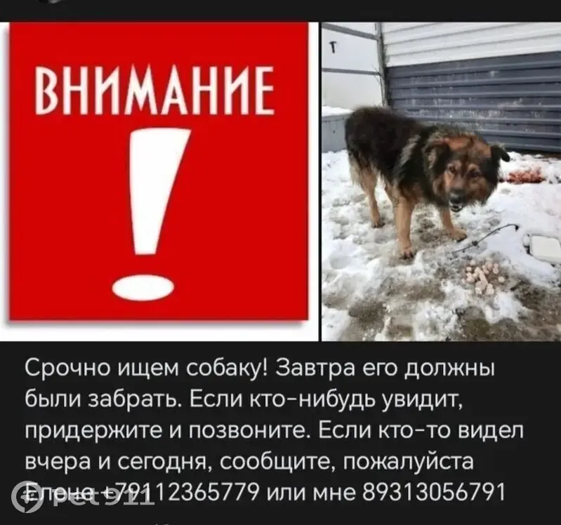 Пропала собака, ул. Красного Флота, 21 - photo