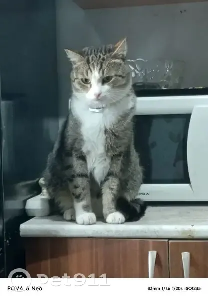 Пропала кошка, Московская ул., Юрга - photo