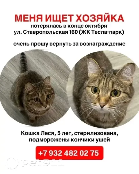 Пропала кошка, Ставропольская 160 к1 - photo