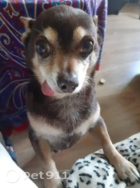 Пропала собака Арчи, Коломяжский пр. - photo