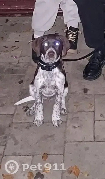 Пропал щенок, ул. Бадмаева, 13, Элиста - photo