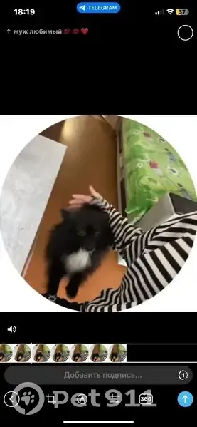 Пропала собака, ул. Матросова, 28, Лысьва - photo