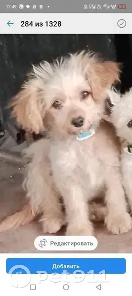 Пропала собака, ул. Гагарина, 27, Челябинск - photo