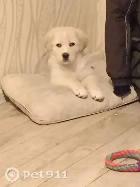 Пропала белая собака в Красноярском крае - photo