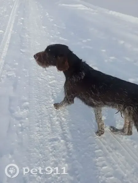 Дратхаар найден: Озёрная, 15, Казанка - photo