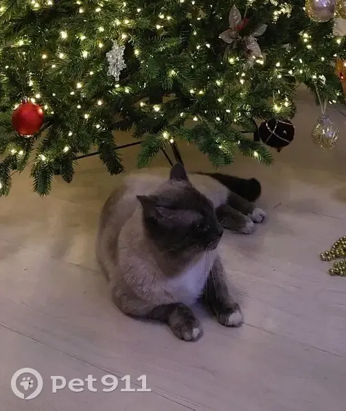 Пропала кошка, Детская ул., 8, Липецк - photo