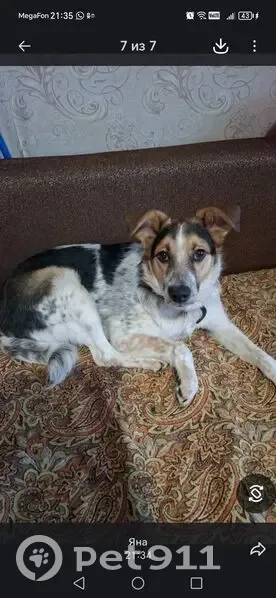 Пропала собака, ул. Лазо, 26, Славянка - photo