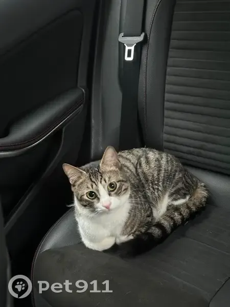 Котик найден, Тележная ул., 21, СПб - photo