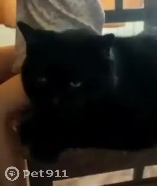 Пропала кошка, пр. Науки 12 к7, СПб - photo