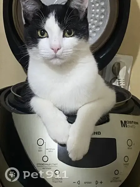 Пропала кошка, ул. 8 Марта, Ярославль - photo