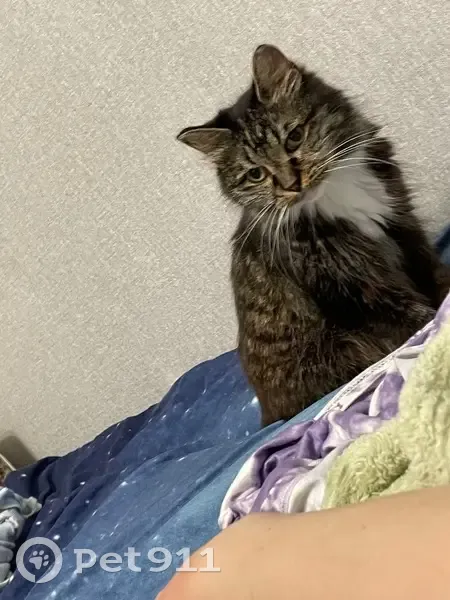 Пропала кошка, Амурский пер., 2, Чигири - photo