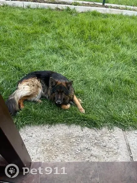 Пропала овчарка Ганс, Дютьково - photo