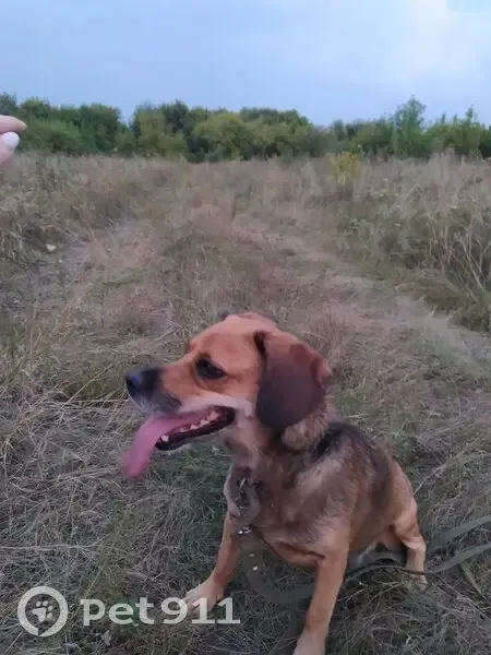 Пропала собака, ул. Ленина, Грязи - photo