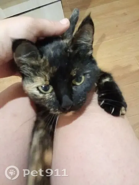 Пропала кошка у ФОКа, ул. Пискунова, Балахна - photo