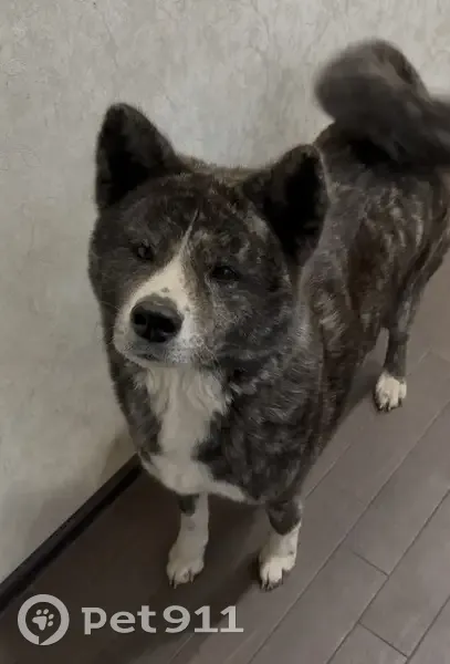 Пропала собака, Перекопская 2, Тула - photo