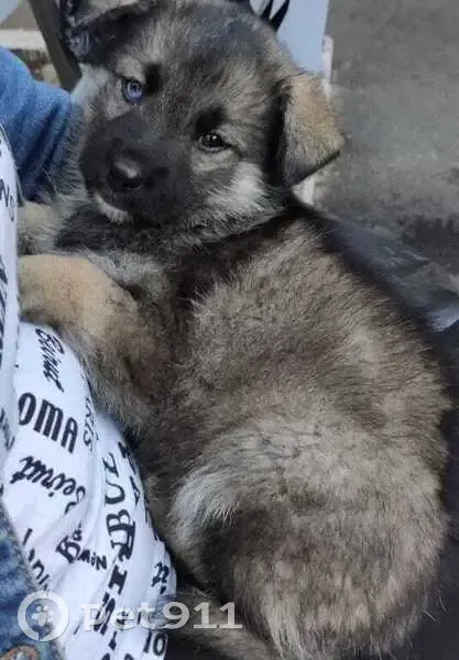 Пропала собака, Офицерская ул. 45, Краснодар - photo