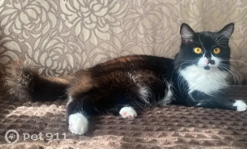 Пропала кошка, ул. Кирова, 19, Балахна - photo