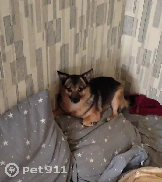 Пропала собака, Союзная ул. 63, Курск - photo