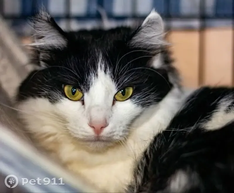 Пропала кошка, Тверь, ул. 15 лет Октября - photo