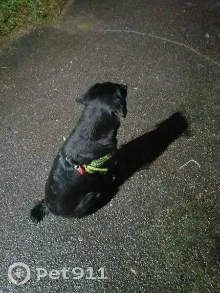 Найдена собака, ул. Химиков 9А, Кингисепп - photo