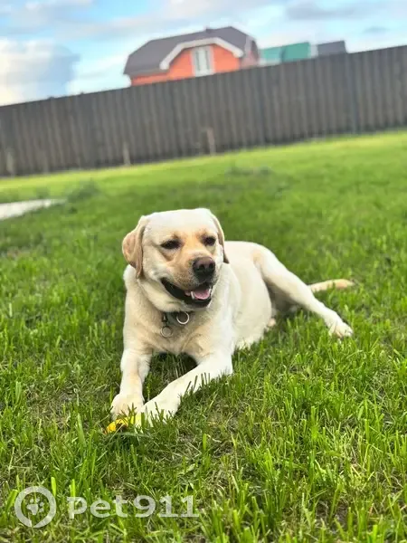 Пропала собака, Микряково, Марий Эл - photo