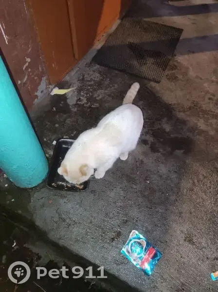 Кот ищет дом: Южный проспект, 9 к3 - photo