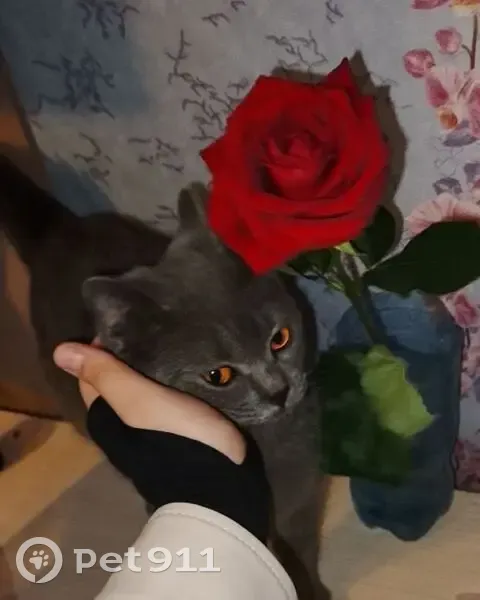 Пропала кошка, ул. 50 лет НЛМК, 13А/1 - photo