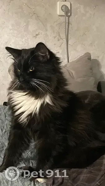 Пропала черная кошка, 103Ж Картино - photo