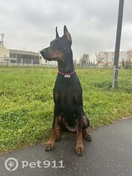 Пропала собака, Ленинградская ул., Петрозаводск - photo