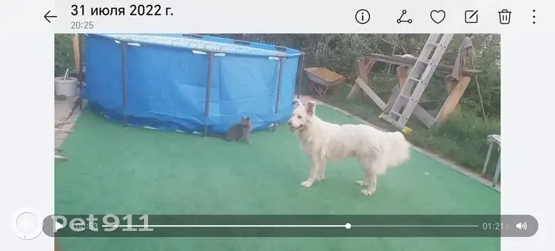 Пропала собака, 2-й Савельевский пр., Саратов - photo