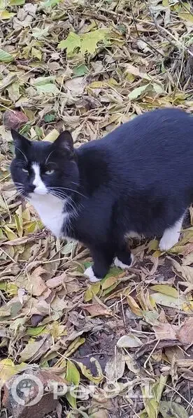 Пропал кот Барсик, Перекопский городок, 21 - photo