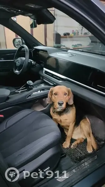 Пропала собака, Северное, Оренбургская обл. - photo