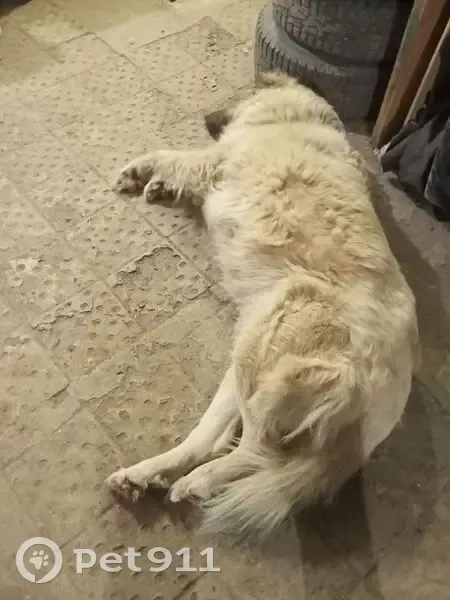 Пропала собака, ул. Коганова 34А, Волгоград - photo