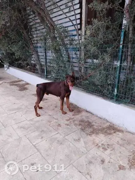 Пропала собака, Аничково 3 - photo