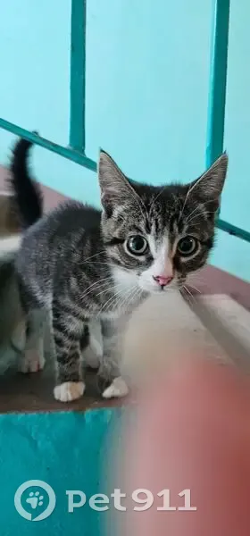 Найден серый котёнок, ул. Ленина, 99А - photo