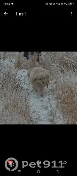 Пропала кремовая собака, Чита, 2-й Инструментальный - photo