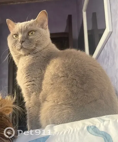 Пропала кошка, ул. Терешковой, 70, Супсех - photo