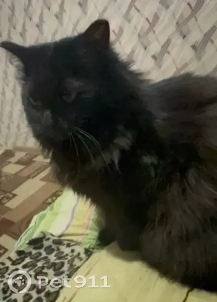 Пропала кошка, Завенягина 2 к2, Норильск - photo