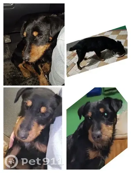 Найдена собака, ст. Лаишевка, Р-241 - photo