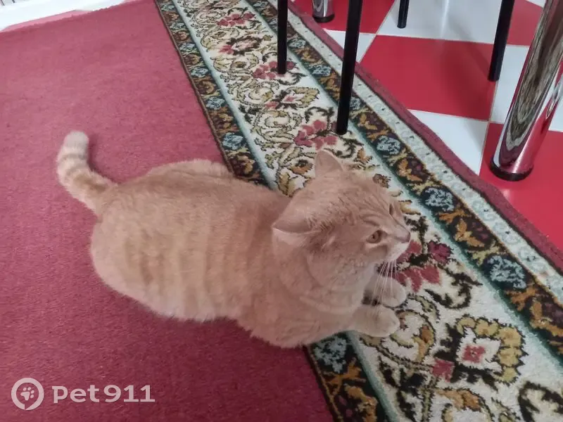 Пропала кошка, Советская 84, Борисоглебск - photo