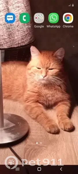 Пропала рыжая кошка, Курковая ул., 6, Тула - photo