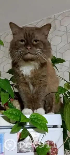 Пропала кошка, ул. Черняховского, 18 - photo